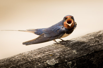 swallow little bird