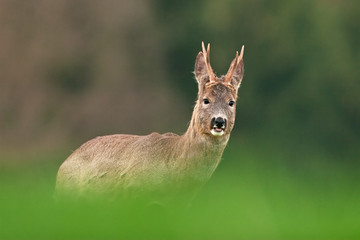 european roe deer, capreolus capreolus
