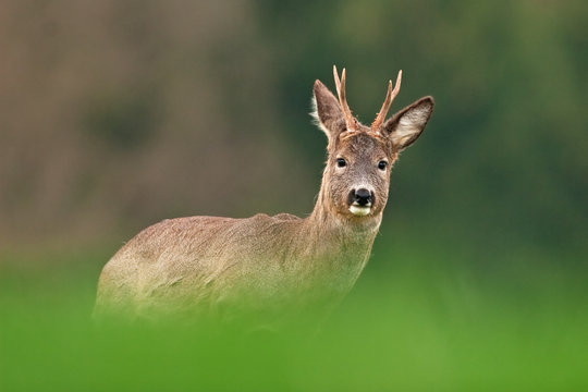 european roe deer, capreolus capreolus