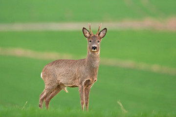 european roe deer, capreolus capreolus