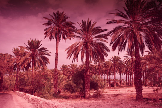 Palm trees against the sunset sky. Tropic evening landscape. Marsala color