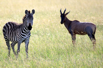 Fototapeta na wymiar Maasai Mara Reserve - Kenya