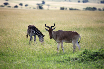 Maasai Mara Reserve - Kenya