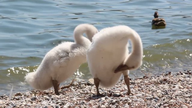 cigni in riva al lago