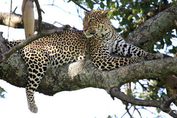 Naklejka premium Leopard in Tree - Kenya