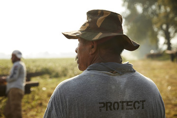 Rear view of migrant worker harvesting tobacco in field
