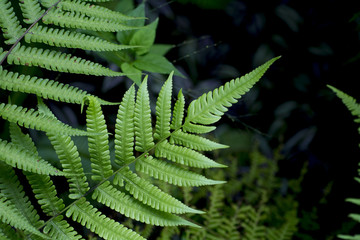 Fern green plants wild in woods 