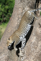Leopard in Tree - Kenya