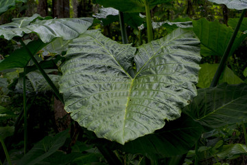 Large Green leaf plants leaves 