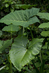 Obraz premium Large Green leaf plants leaves 
