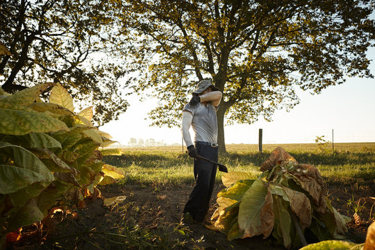Worker working in field
