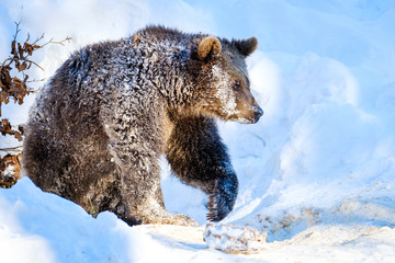 bear brown young