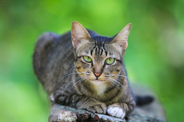 cat looking me!