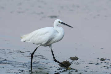 Obraz premium Little egret 
