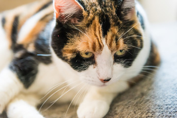 Closeup of angry calico cat looking being distracted during grooming