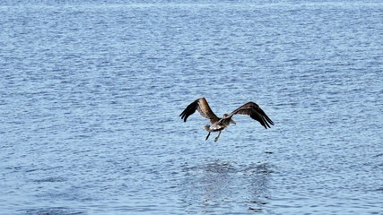Pelican landing