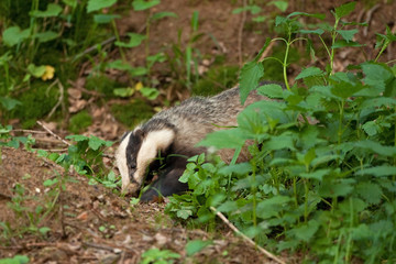 european badger , meles meles, Czech republic