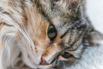 Naklejka na ściany i meble Portrait closeup of calico tabby maine coon cat lying down