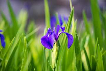 カキツバタの花