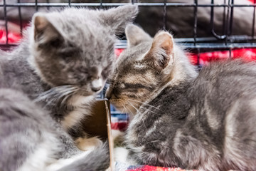 Naklejka na ściany i meble Two kittens cuddling and sleeping