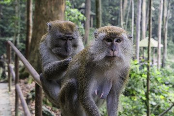 Fototapeta premium Monkey picking tick from another, Templer Park, Selangor