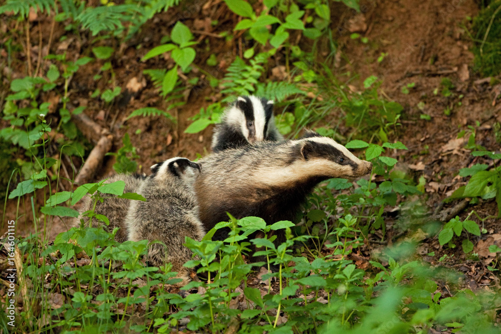 Sticker european badger , meles meles, czech republic