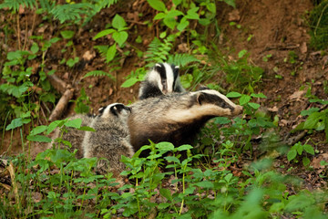 european badger , meles meles, Czech republic © prochym