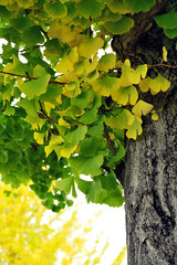 Maidenhair tree - Ginkgo biloba.