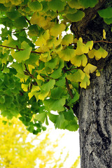 Obraz premium Maidenhair tree - Ginkgo biloba.