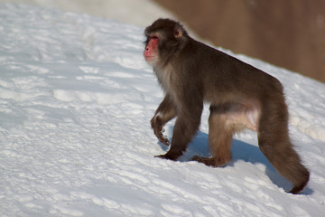 The japanese macaque walking on white snow.