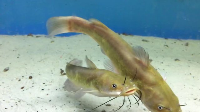 Wels im Aquarium, Fische, Natur 