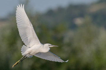 Little egret 