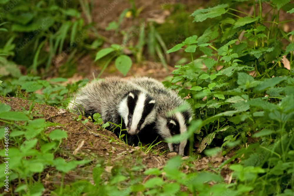 Sticker european badger , meles meles, czech republic