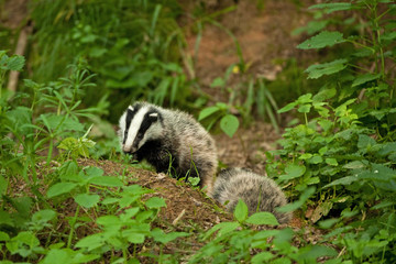 european badger , meles meles, Czech republic