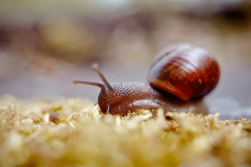 Small brown snail crawling and moss