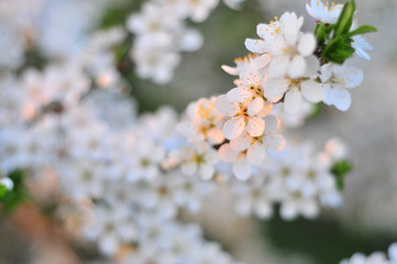 apple blossom closeup