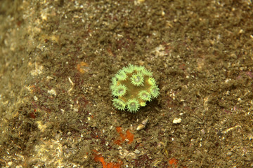 underwater world- coral structure detail