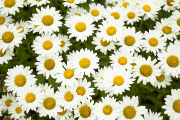 Daisies forming a beautiful background pattern with green shining through