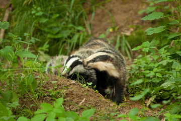 european badger , meles meles, Czech republic