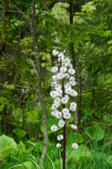 Fleurs Suisse été 2017