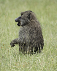Baboon Watching