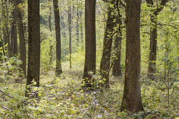 Fototapeta premium green forest in spring
