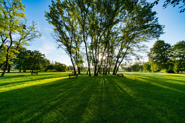 Obraz na płótnie Canvas Sunlight through the trunks of trees. Morning in the summer park