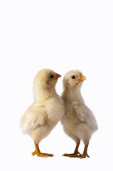 little chicken isolated on white background