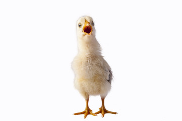 little chicken isolated on white background