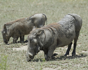 Kneeling Warthogs
