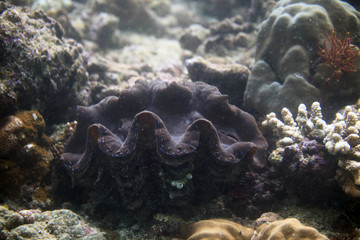 underwater world - giant clam
