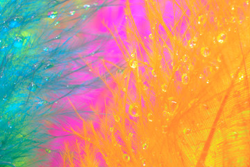 Colorful feather with water drops. Concept Colorful background of nature
