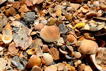 Seashells texture 