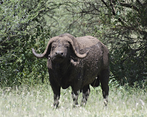 Water Buffalo